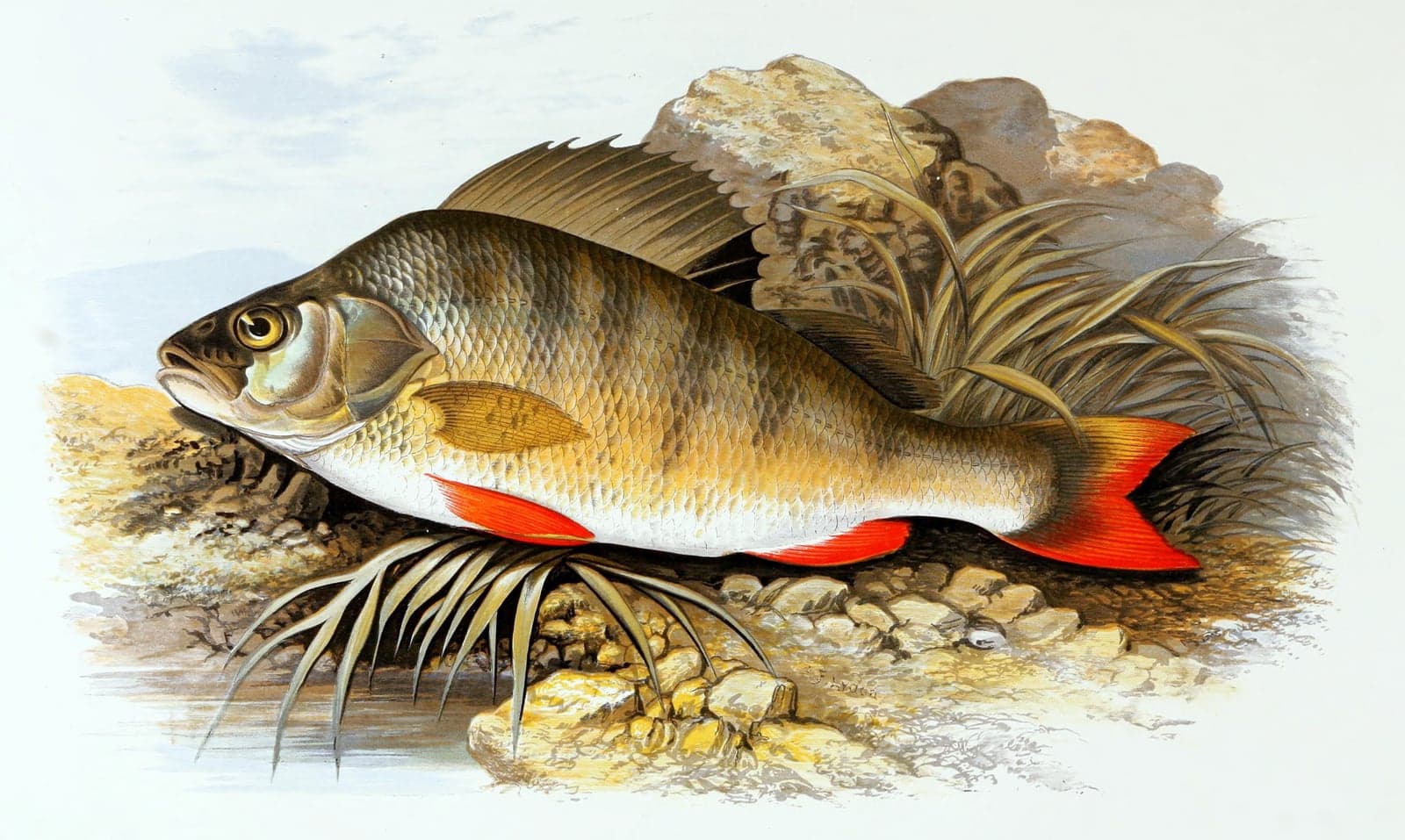 Abborre (illustration)